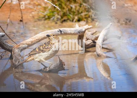 L'oiseau boréen de l'Ouest (Chlamydera guttata) perçant sur la souche et buvant au trou d'eau.Cunnamulla, Queensland occidental, Australie Banque D'Images