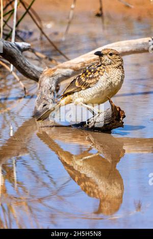 L'oiseau boréen de l'Ouest (Chlamydera guttata) perçant sur la souche et buvant au trou d'eau.Cunnamulla, Queensland occidental, Australie Banque D'Images
