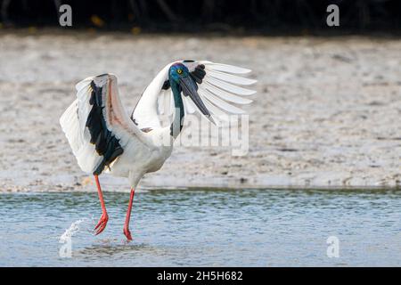 La cigogne à col noir (Ephippiorhynchus asiaticus) flopping des ailes pour harder des poissons dans des eaux peu profondes.Queensland du Nord, Australie Banque D'Images