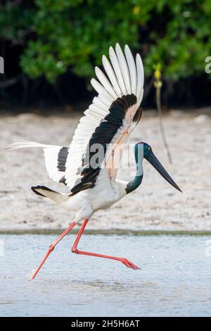 La cigogne à col noir (Ephippiorhynchus asiaticus) flopping des ailes pour harder des poissons dans des eaux peu profondes.Queensland du Nord, Australie Banque D'Images