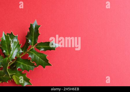 Décoration de Noël fond: Branches vertes de baies de houx sur fond rouge.Pose à plat. Banque D'Images