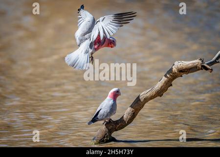 Galah (Eolophus roseicapillus) arrivant à terre sur la souche dans le trou d'eau.Cunnamulla, Queensland occidental, Australie Banque D'Images