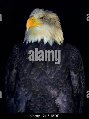 Portrait d'aigle à tête blanche isolé sur fond noir, Canada Banque D'Images