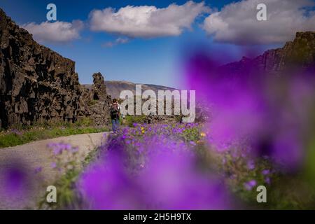 Formations rocheuses au parc national de Thingvellir en Islande, où se rencontrent les plaques tectoniques.Vue sur les rochers et les fleurs au premier plan.Randonneur visible Banque D'Images