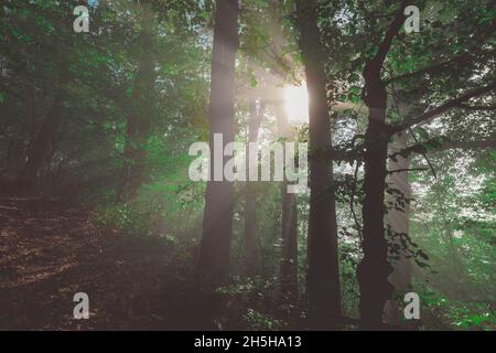 Forêt enchantée avec des stries de lumière du soleil visible perçant à travers des feuilles épaisses d'arbres. Banque D'Images