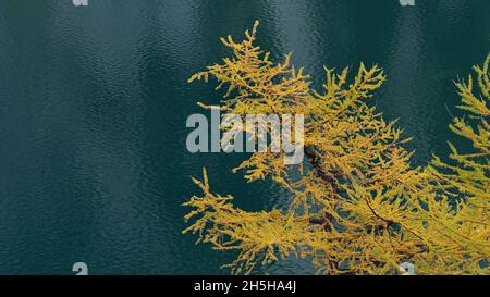 Vue en gros plan de la branche d'un mélèze en automne avec des aiguilles jaunes et l'eau scintillante verte du lac Agnes dans le parc national Banff, Canada. Banque D'Images