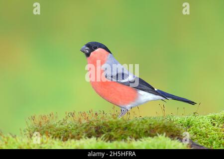 Bullfinch eurasien (Pyrrhula pyrrhula), Gimbel, homme, debout sur des mousses, Rhénanie-du-Nord-Westphalie,Allemagne Banque D'Images