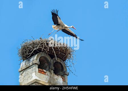 Ciconie blanche (Ciconia ciconia) volant du nid pour chercher de la nourriture pour sa progéniture, Rust, Burgenland, Autriche Banque D'Images