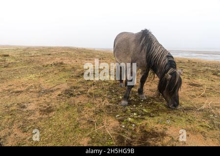 Cheval de couleur grise avec une longue manie de la race Yakut dans le village de Kuzomen sur la péninsule de Kola Banque D'Images