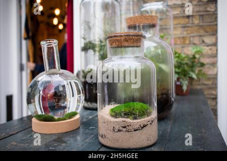 Arrangements floraux à vendre dans un fleuriste.Mousse sur le sable dans un pot en verre. Banque D'Images