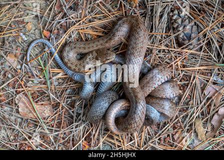 Serpent lisse (Coronella austriaca), serpent lisse, serpent à noisette ou serpent de cuivre, l'animal brun mange l'animal gris, Limbach, Burgenland, Autriche Banque D'Images