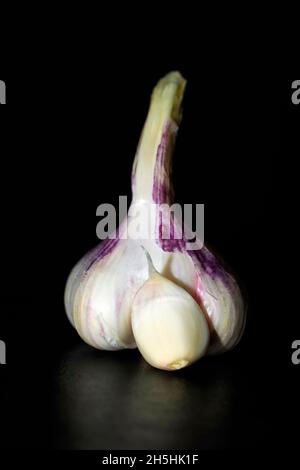 Jeune ail frais, photographie en studio avec fond noir Banque D'Images