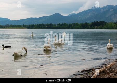 Cygnes dans le lac Forggensee à Fussen, Allemagne. Banque D'Images