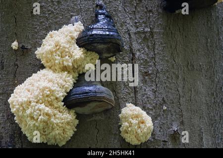 Barbe piqueuse ou tête d'ours (Hericium coralloides) sur tronc de hêtre, Hesse, Allemagne Banque D'Images