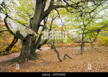 Grand hêtre commun surcultivé (Fagus sylvatica), hêtre serpent dans la forêt primitive Sababurg, Hesse, Allemagne Banque D'Images