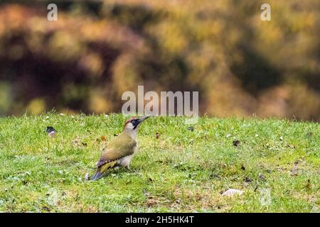 Pic vert européen (Picus viridis) dans un pré, Hesse, Allemagne Banque D'Images