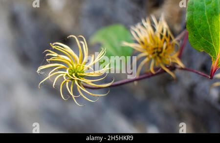 Pissenlit jaune, macrophotographie isolée sur fond flou. Banque D'Images