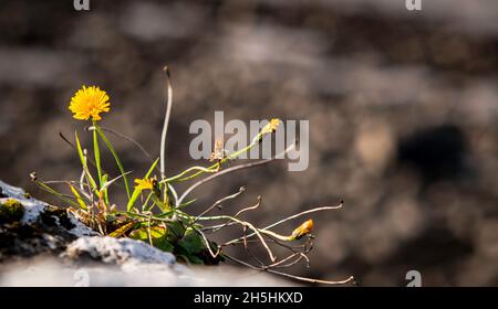 Pissenlit jaune, macrophotographie isolée sur fond flou. Banque D'Images