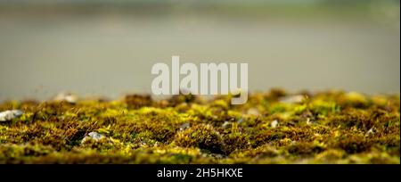 Pissenlit jaune, macrophotographie isolée sur fond flou. Banque D'Images