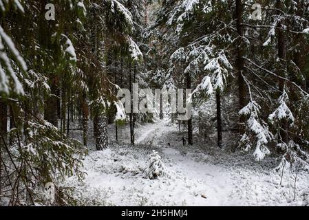 Un petit arbre de Noël creusé de neige entouré de grands pins et de fermes Banque D'Images