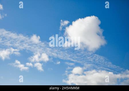 Mouton.Voile et nuages (cumulus) ornent le ciel bleu dans des vents forts Banque D'Images