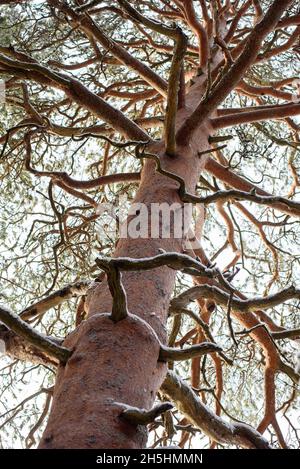 Un vieux pin avec des branches tordues gros plan. Banque D'Images