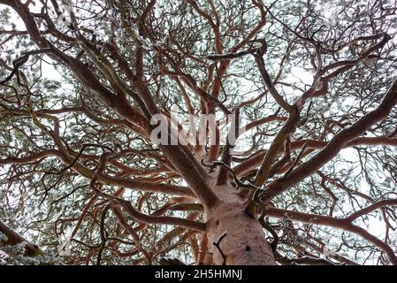 Un vieux pin avec des branches tordues gros plan. Banque D'Images