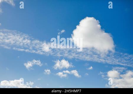Mouton.Voile et nuages (cumulus) ornent le ciel bleu dans des vents forts Banque D'Images