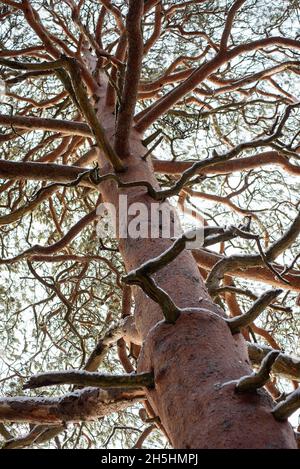 Un vieux pin avec des branches tordues gros plan. Banque D'Images