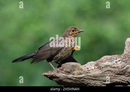 Oiseaux noirs (Turdus merula), homme et jeune oiseau, Basse-Saxe, Allemagne Banque D'Images