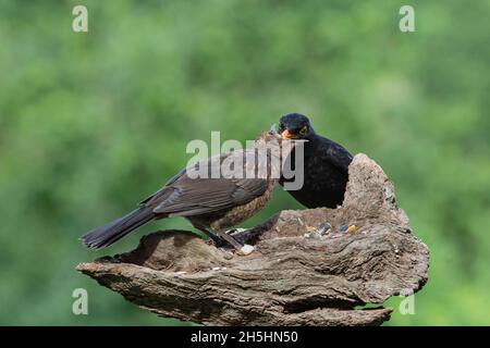 Oiseaux noirs (Turdus merula), homme et jeune oiseau, Basse-Saxe, Allemagne Banque D'Images