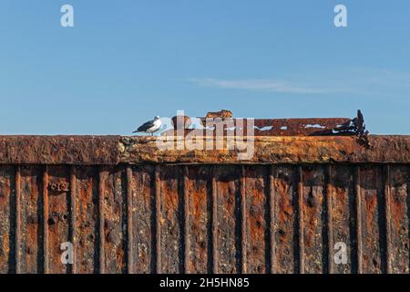 Mouette sur un mur de quai rouillé, île Helgoland, Schleswig-Holstein, Allemagne Banque D'Images