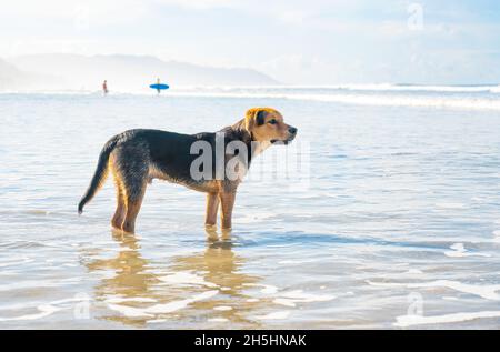 Le chien attend le propriétaire sur la rive pendant qu'il surfait dans l'océan Banque D'Images