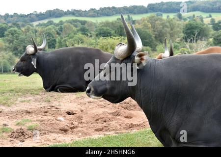 Gros plan d'énormes buffles noirs du Congo paître dans un champ avec leurs cornes couronnées dehors en automne Banque D'Images