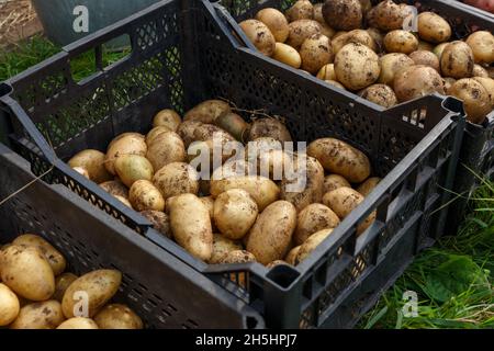 Patates non pelées fraîches creusées dans des caisses en plastique dans la garde.Récolte des pommes de terre. Banque D'Images