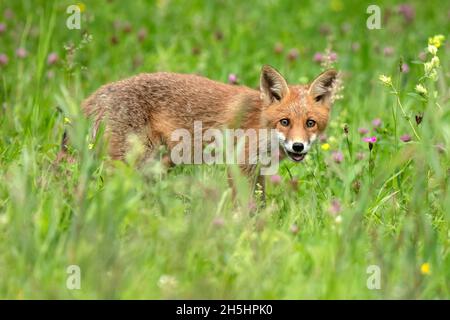 Vulpes vulpes,Fuchs,Rotfuchs,Natur,Schweiz,Wild,Säugetier *** Légende locale *** nature, Suisse, sauvage, renard, Vulpes vulpes,Renard rouge Banque D'Images