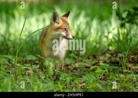 Vulpes vulpes,Fuchs,Rotfuchs,Natur,Schweiz,Wild,Säugetier *** Légende locale *** nature, Suisse, sauvage, renard, Vulpes vulpes,Renard rouge Banque D'Images