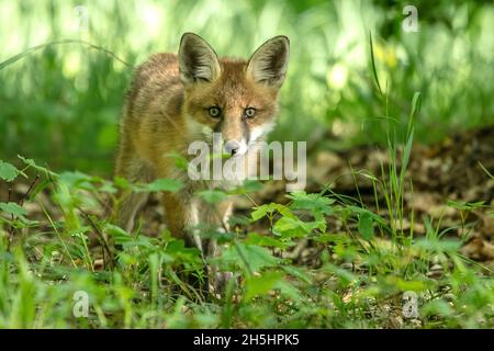 Vulpes vulpes,Fuchs,Rotfuchs,Natur,Schweiz,Wild,Säugetier *** Légende locale *** nature, Suisse, sauvage, renard, Vulpes vulpes,Renard rouge Banque D'Images