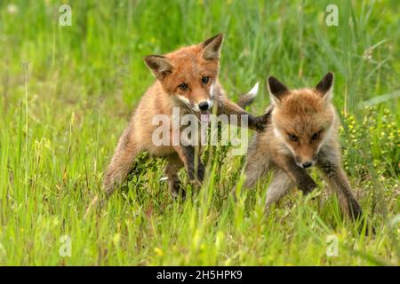 Vulpes vulpes,Fuchs,Rotfuchs,Natur,Schweiz,Wild,Säugetier *** Légende locale *** nature, Suisse, sauvage, renard, Vulpes vulpes,Renard rouge Banque D'Images