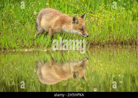 Vulpes vulpes,Fuchs,Rotfuchs,Natur,Schweiz,Wild,Säugetier *** Légende locale *** nature, Suisse, sauvage, renard, Vulpes vulpes,Renard rouge Banque D'Images