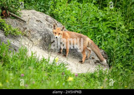 Vulpes vulpes,Fuchs,Rotfuchs,Natur,Schweiz,Wild,Säugetier *** Légende locale *** nature, Suisse, sauvage, renard, Vulpes vulpes,Renard rouge Banque D'Images