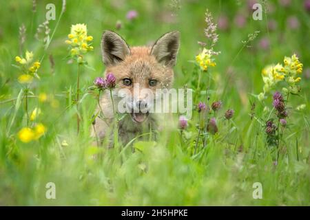 Vulpes vulpes,Fuchs,Rotfuchs,Natur,Schweiz,Wild,Säugetier *** Légende locale *** nature, Suisse, sauvage, renard, Vulpes vulpes,Renard rouge Banque D'Images