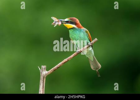 Natur,Vogel,Farbig,Deutschland,Kaiserstuhl,Bienenfresser,Merops apiaster,Koloniebrüter *** Légende locale *** nature, oiseau, sauvage, coloré, Allemagne,Ka Banque D'Images