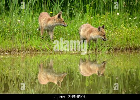 Vulpes vulpes,Fuchs,Rotfuchs,Natur,Schweiz,Wild,Säugetier *** Légende locale *** nature, Suisse, sauvage, renard, Vulpes vulpes,Renard rouge Banque D'Images