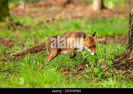 Vulpes vulpes,Fuchs,Rotfuchs,Natur,Schweiz,Wild,Säugetier *** Légende locale *** nature, Suisse, sauvage, renard, Vulpes vulpes,Renard rouge Banque D'Images