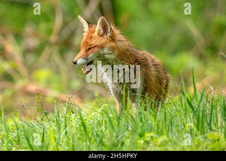 Vulpes vulpes,Fuchs,Rotfuchs,Natur,Schweiz,Wild,Säugetier *** Légende locale *** nature, Suisse, sauvage, renard, Vulpes vulpes,Renard rouge Banque D'Images