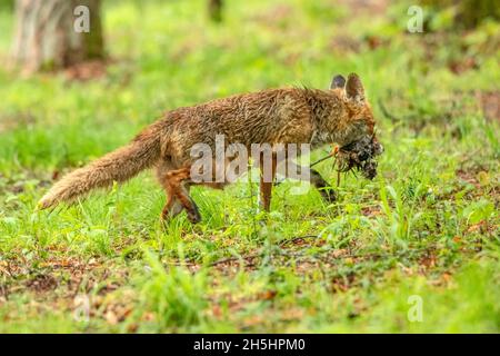 Vulpes vulpes,Fuchs,Rotfuchs,Natur,Schweiz,Wild,Säugetier *** Légende locale *** nature, Suisse, sauvage, renard, Vulpes vulpes,Renard rouge Banque D'Images