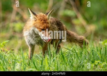 Vulpes vulpes,Fuchs,Rotfuchs,Natur,Schweiz,Wild,Säugetier *** Légende locale *** nature, Suisse, sauvage, renard, Vulpes vulpes,Renard rouge Banque D'Images