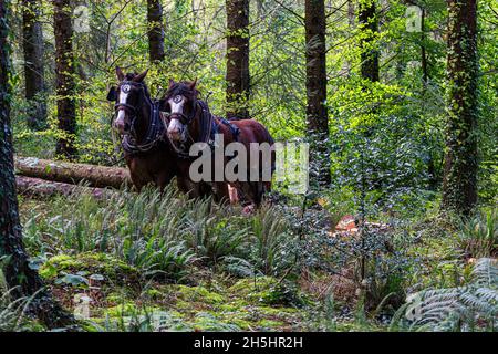 Deux, qui travaillent, des chevaux lourds dans une plantation forestière debout patiemment alors qu'un tronc d'arbre abattu est fixé prêt pour l'extraction. Banque D'Images