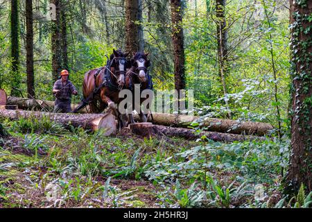 Two, Working, Heavy Horses in a Pine Forestry Plantation extraction d'un tronc d'arbre abattu par «plaisante» dans un site forestier sensible à l'environnement. Banque D'Images